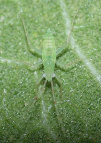 Réf. 170 731 : Zanchius alatanus