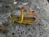 170211 – Photo : florent besson – France (63)