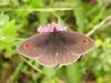 170814 – Photo : Petit Vincent – France (26)