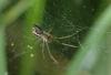 Linyphia triangularis