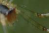 Linyphia triangularis
