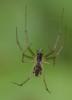 Linyphia triangularis