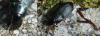 170490 – Photo : Christian Widmann – France (73)