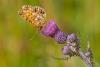 170652 – Photo : Cochet Alain – France (63)