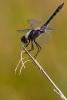 170042 – Photo : Cochet Alain – France (25)