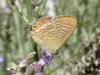170558 – Photo : Petit Vincent – France (26)
