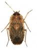 170467 – Photo : Kothe et al 2004 – Suisse