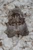 170417 – Photo : Vincent MATHEZ – France (74)