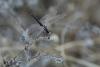 170416 – Photo : Duborget Robin – France (20)