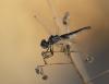 170414 – Photo : Duborget Robin – France (20)