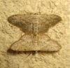 170071 – Photo : The Ghost Nightjar – France (56)