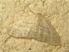 170070 – Photo : The Ghost Nightjar – France (56)
