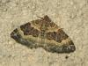 170113 – Photo : The Ghost Nightjar – France (56)