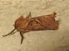 170114 – Photo : The Ghost Nightjar – France (56)
