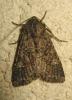 170838 – Photo : The Ghost Nightjar – France (56)