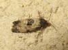 170677 – Photo : The Ghost Nightjar – France (56)