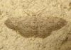 170683 – Photo : The Ghost Nightjar – France (56)