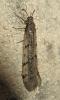 170208 – Photo : The Ghost Nightjar – France (56)