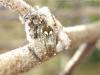 170996 – Photo : The Ghost Nightjar – France (56)
