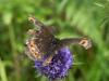 170892 – Photo : florent besson – France (63)