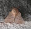 Malacosoma neustria