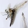 Orthetrum sp.