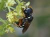 Lestica subterranea