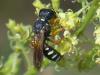 Lestica subterranea