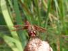 170546 – Photo : jojo de radon – France (10)