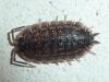 Porcellio spinicornis