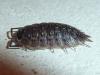 Porcellio spinicornis