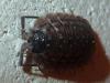 Porcellio spinicornis