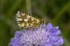 170754 – Photo : Daniel Mauras – France (05)