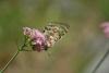 170411 – Photo : papilio alexanor – France (05)
