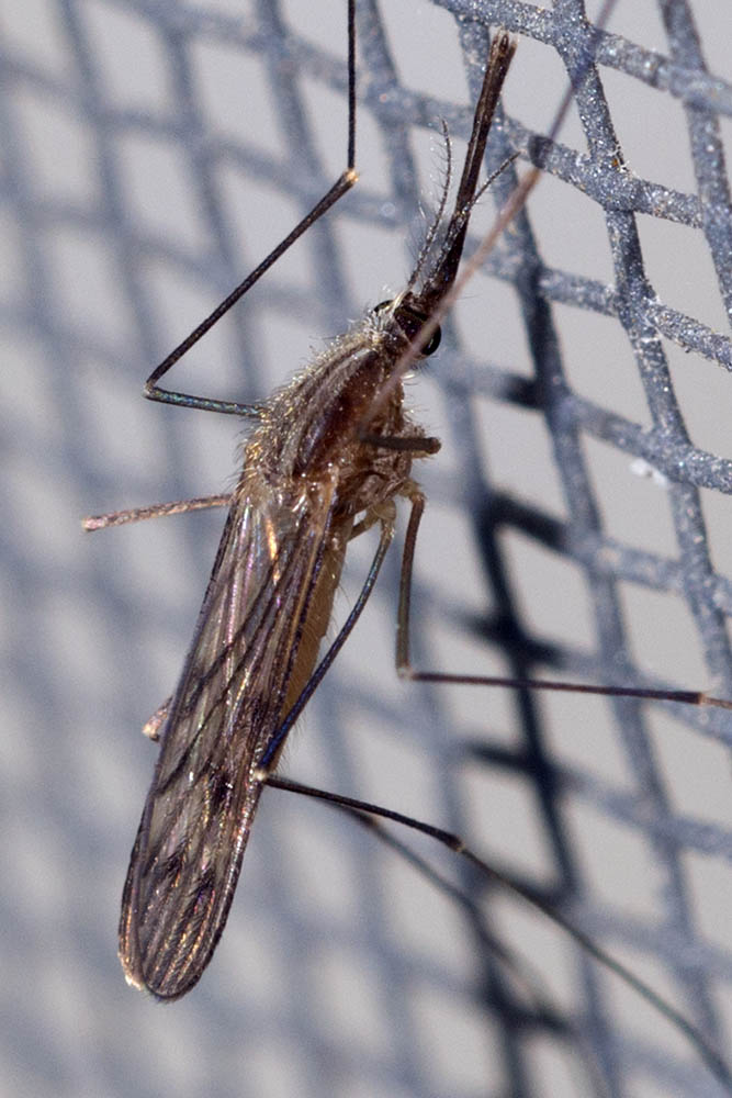 Eugène Vandebeulque - Anopheles sp. - réf. 170019 (667 x 1000 pixels, 114 ko)