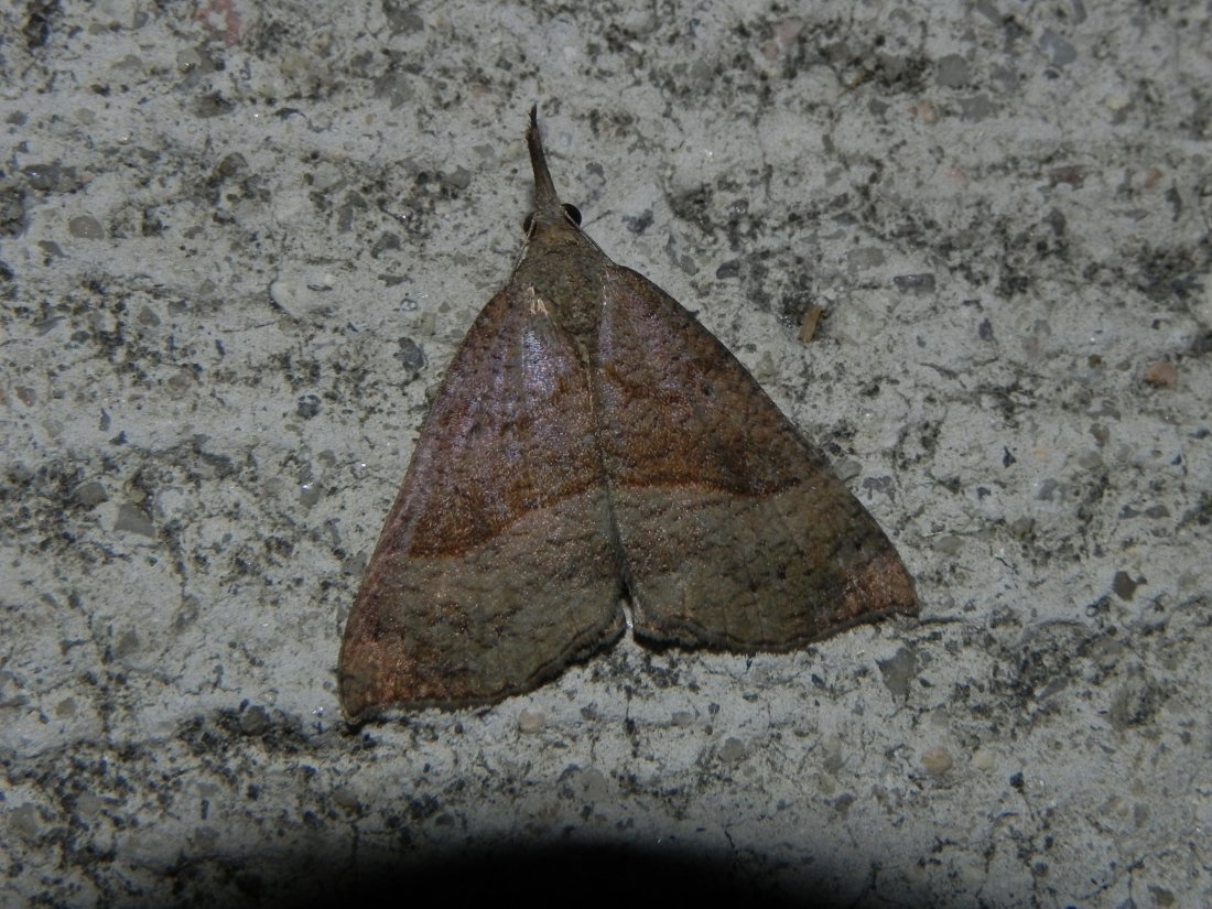 florent besson - Hypena proboscidalis - réf. 170324 (1100 x 825 pixels, 209 ko)