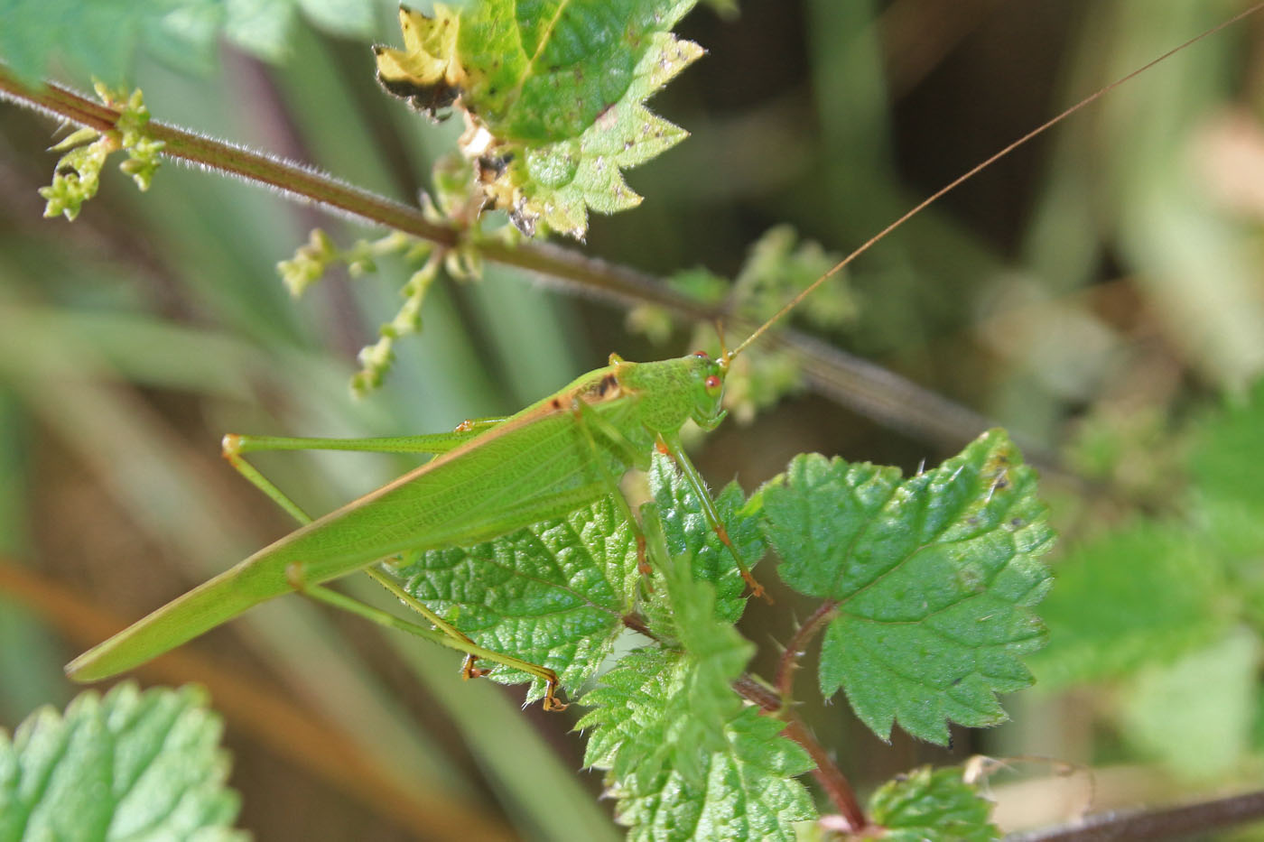Gerard VIGO - Phaneroptera falcata - réf. 170694 (1400 x 933 pixels, 187 ko)