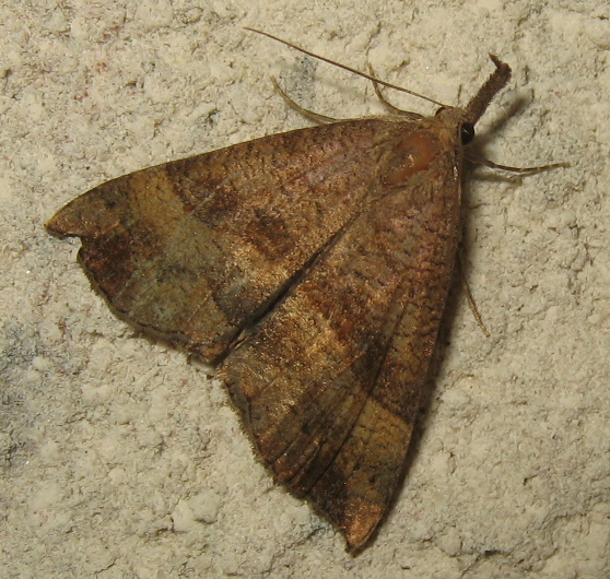 The Ghost Nightjar - Hypena proboscidalis - réf. 170598 (558 x 530 pixels, 203 ko)