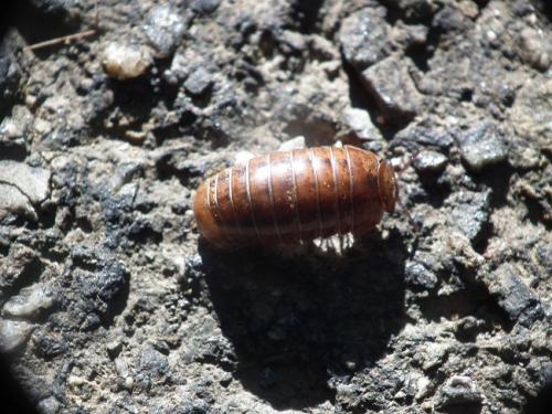 Protoglomeris vasconica