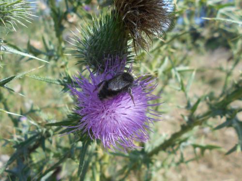 Bombus sp.