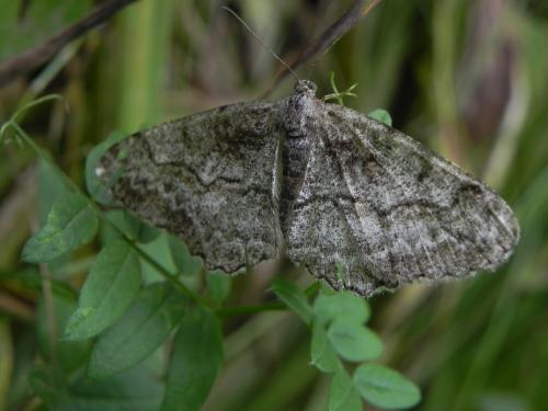 Réf. 171 307 : Alcis repandata