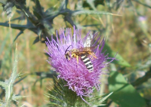 Réf. 171 006 : Halictus scabiosae