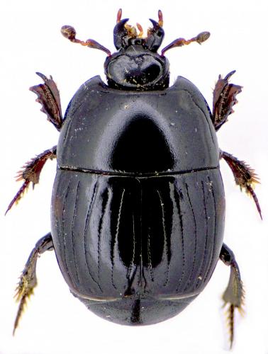 Réf. 171 077 : Atholus bimaculatus