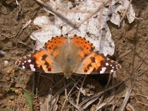 Réf. 171 599 : Vanessa cardui