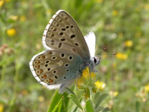 Polyommatus bellargus