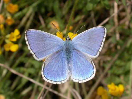 Réf. 171 709 : Polyommatus bellargus