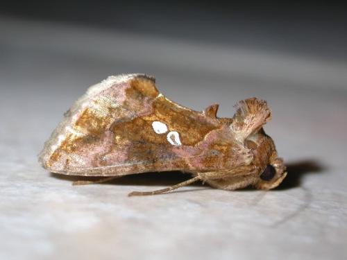 Réf. 171 598 : Chrysodeixis chalcites