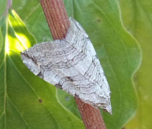 Réf. 171 045 : Aplocera plagiata