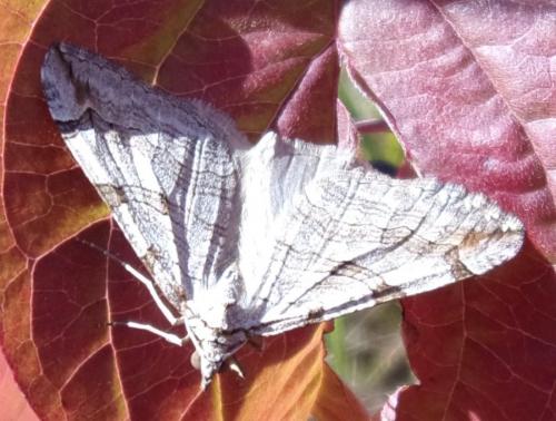 Réf. 171 044 : Aplocera plagiata