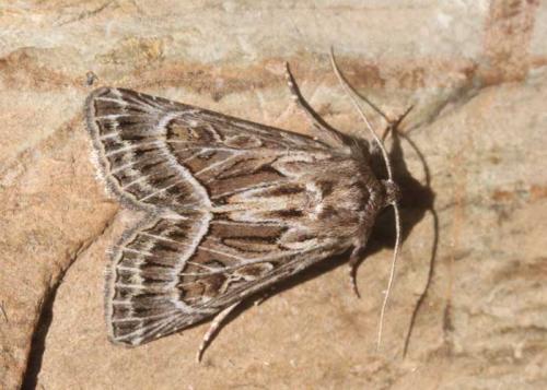 Réf. 171 870 : Thalpophila vitalba